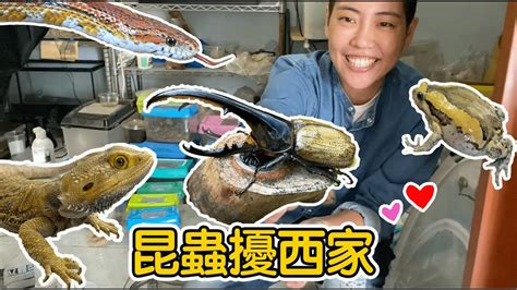 昆蟲擾西住家|【昆蟲擾西Vlog】昆蟲擾西家的鄉間小屋！一天要帶多。